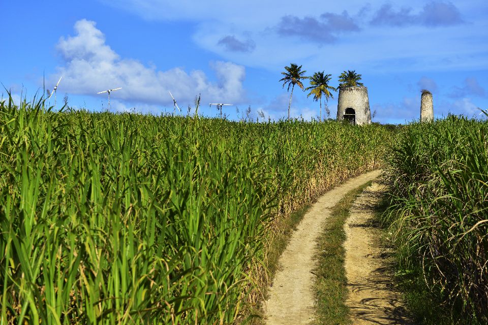 champs de cannes guadeloupe